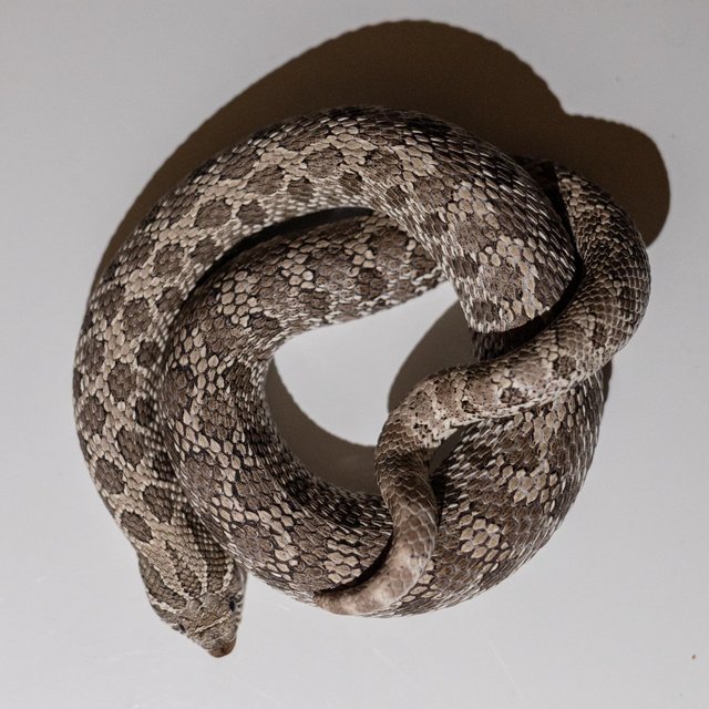Preview of the first image of Axanthic het snow - male hognose.