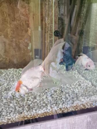 Image 1 of Two fancy goldfish for sale