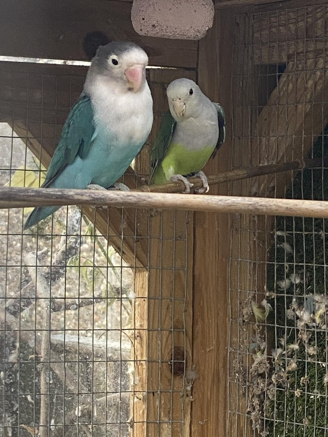 Preview of the first image of lovebirds (madagascar male).