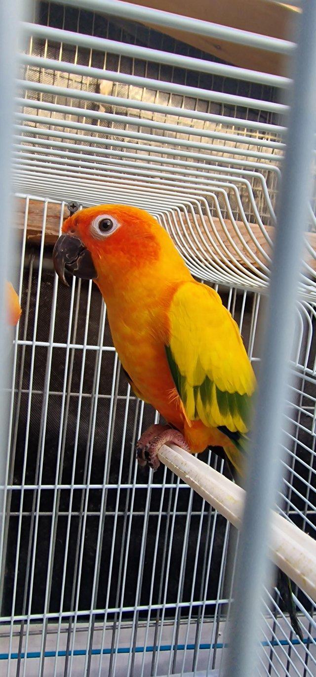 Preview of the first image of sun conure pair for sale ......