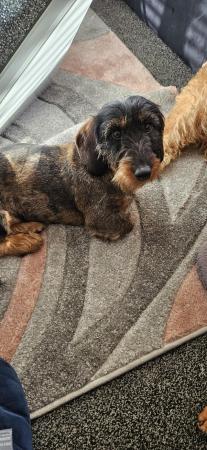 Image 5 of Wirehaired dachshund for sale