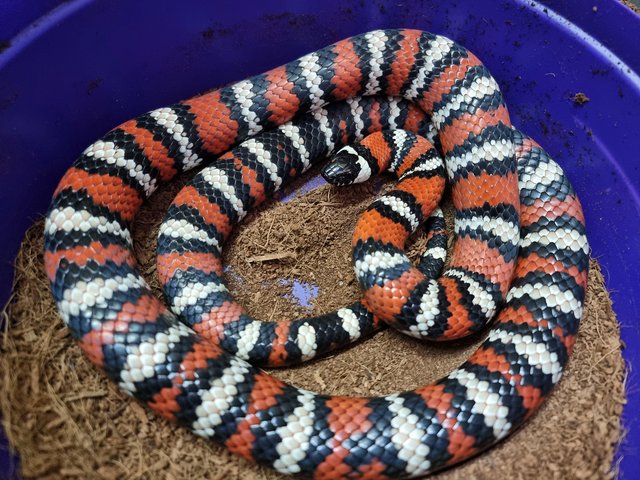 Preview of the first image of California mountain kingsnake.