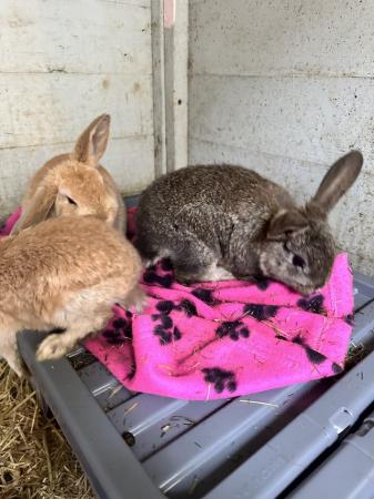Image 1 of Mini lop bunnies for sale