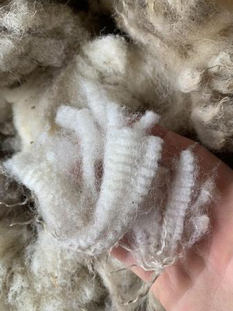 Image 2 of Lambs Wool - Cheviot and Cheviot x 28 fleeces.