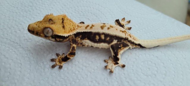Image 3 of Stunning Lilly white Crested gecko
