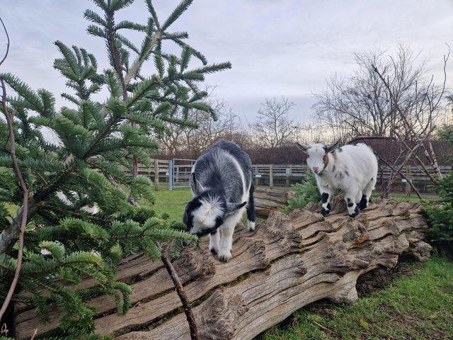 Preview of the first image of 11 month old Pygmy Goats.