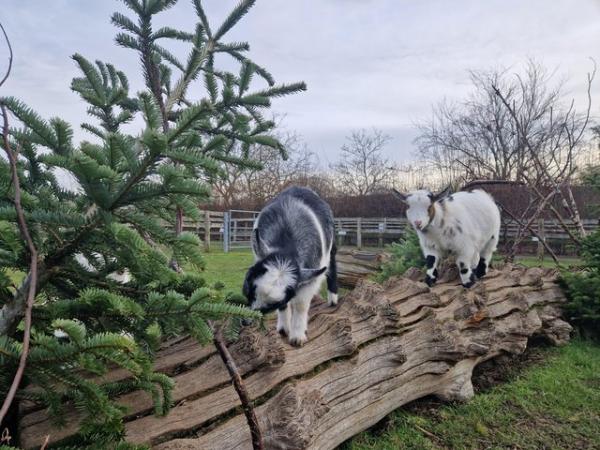 Image 1 of 11 month old Pygmy Goats