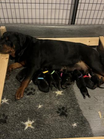 Image 1 of Beautiful big chunky Rottweiler puppies for sale