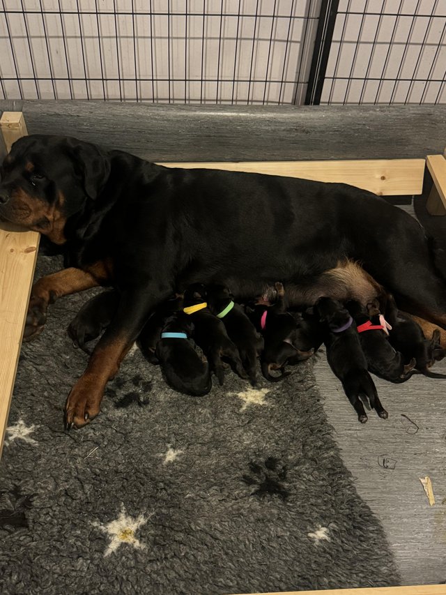 Preview of the first image of Beautiful big chunky Rottweiler puppies for sale.