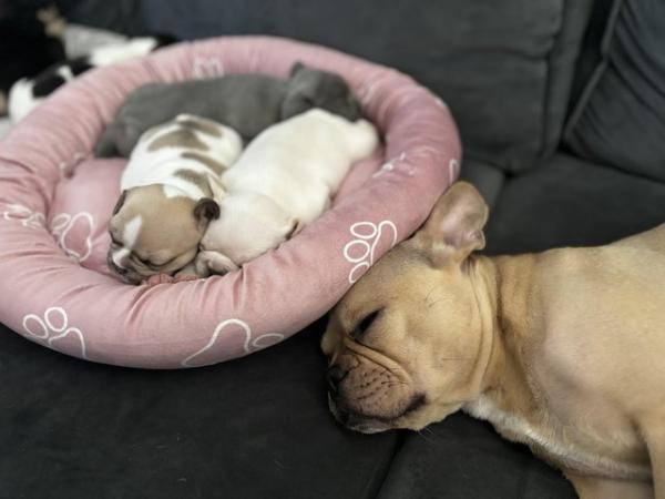 Image 4 of Ready now kc 1 Cream boy and 1 girl Pied French bulldog