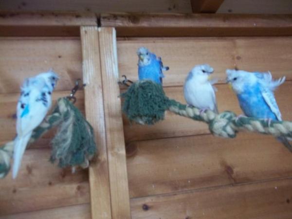Image 11 of 2023 to 2024 HAGOROMO [HELICOPTER] BABY BUDGIES FOR SALE.
