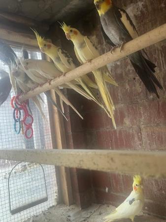 Image 5 of Cockatiels for sale in different colours