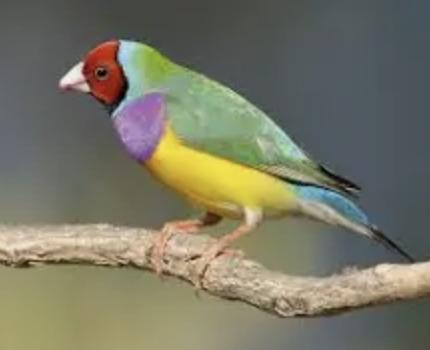 Preview of the first image of Gouldian Finch red headed cock.