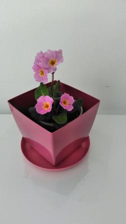 Image 2 of Pink Polyanthus Plant in a pink pot