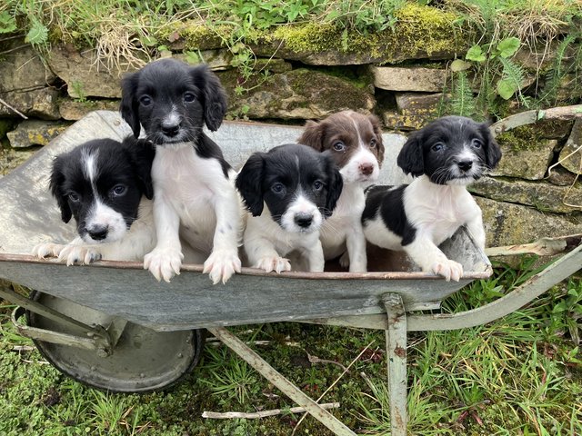 Preview of the first image of Pedigree English springer spaniel puppies.