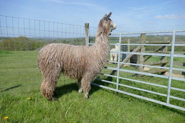 Image 1 of SOLD Alpaca - a stunning, rare rose grey breeding male SOLD