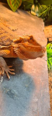 Image 5 of 7 Month Old Bearded Dragon and Vivarium