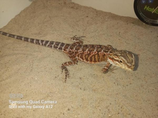 Image 1 of Baby bearded dragons for sale