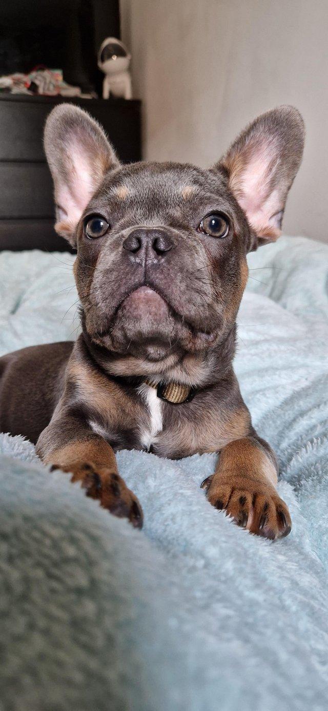 Preview of the first image of 1yr old blue & tan male frenchie.