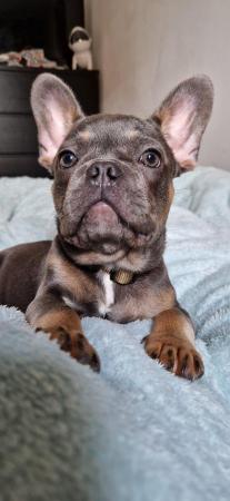 Image 1 of 1yr old blue & tan male frenchie
