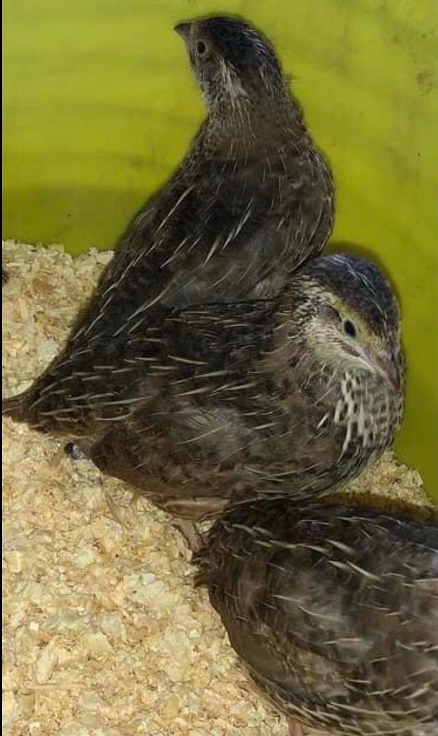 Preview of the first image of SEXED JAPANESE QUAILS !!.