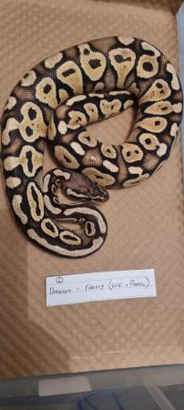 Image 3 of Firefly (Fire x Pastel) royal/ball python for sale