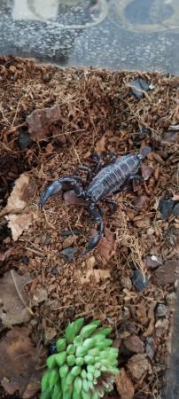 Image 2 of Male asian forest scorpion