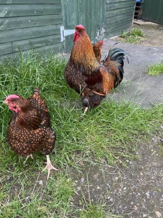 Image 3 of Trio of gold laced Wyandottes