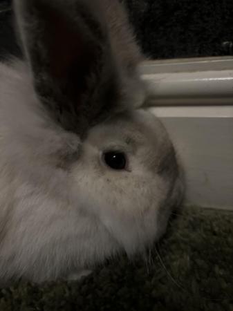 Image 1 of 2 rabbits for sale £40 home Mother and daughter