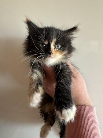 Image 3 of Part maine coon kittens