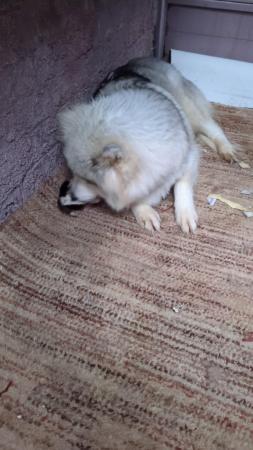 Image 5 of Siberian husky puppy for sale
