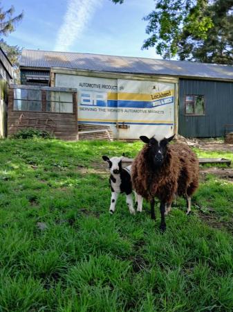 Image 3 of Shetland x cheviot ram lamb for sale