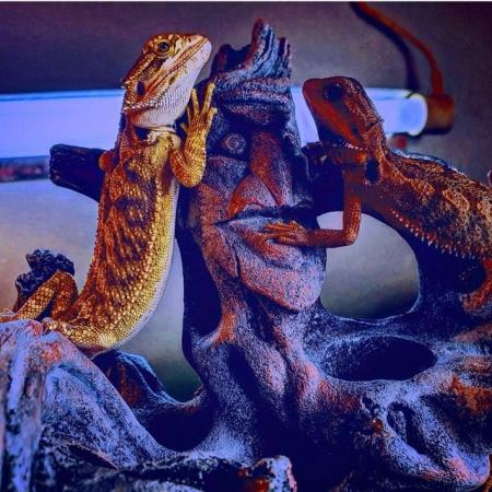Image 1 of Baby bearded dragons ready now