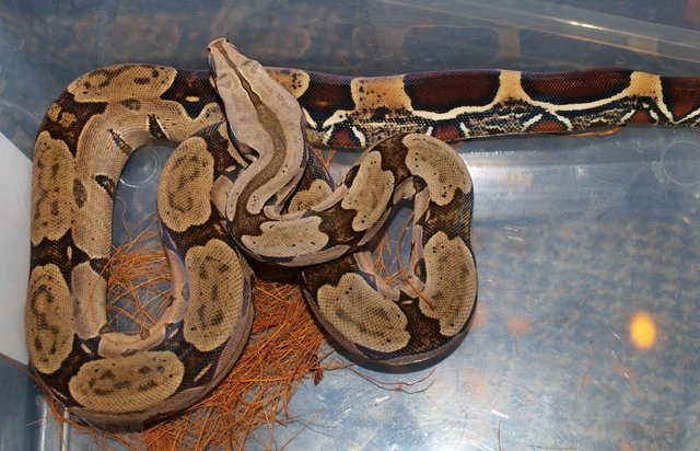 Image 3 of Suriname BCC (True red tail boa constrictor)