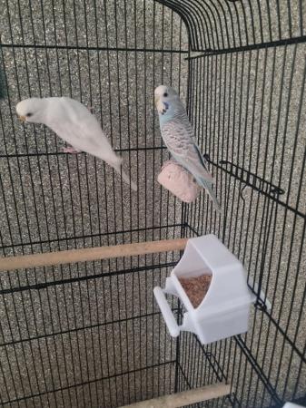 Image 6 of 3 Budgies for sale with cage