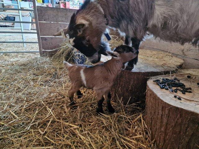 Preview of the first image of Pygmy goat kids ready June.