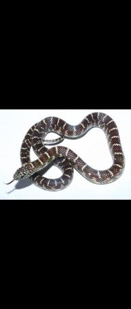 Image 1 of Female eastern king snake. Pair of florida king snakes