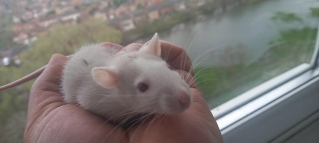 Image 5 of Male young rats ready for rehome in Glasgow (HUSKY)