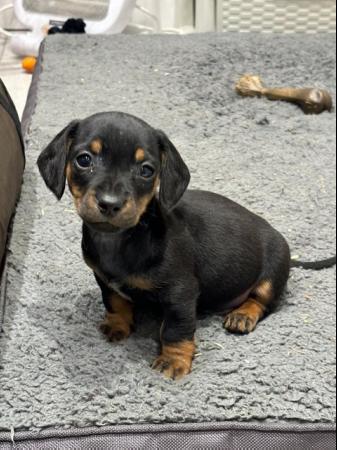 Image 2 of READY NOW Dachshund pups x2 black & tan males