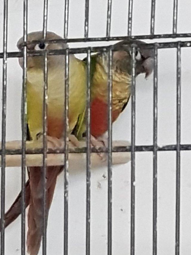 Preview of the first image of Breeding pairs of normal and pineapple conures.