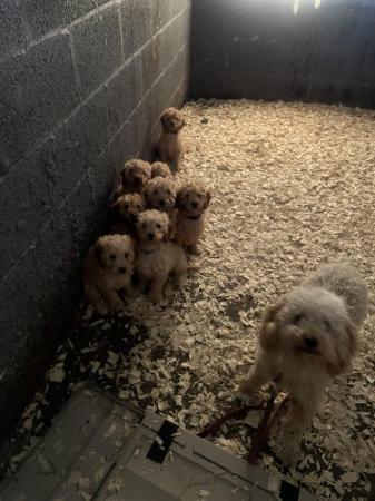 Image 5 of Stunning F1b Cockapoo puppies