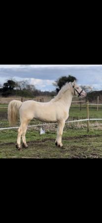 Image 2 of Eye catching cremello welsh C colt