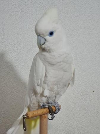 Image 3 of 7 month old female cockatoo