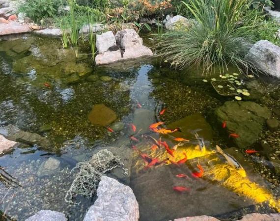 Image 1 of POND FISH wanted - free anywhere in LONDON