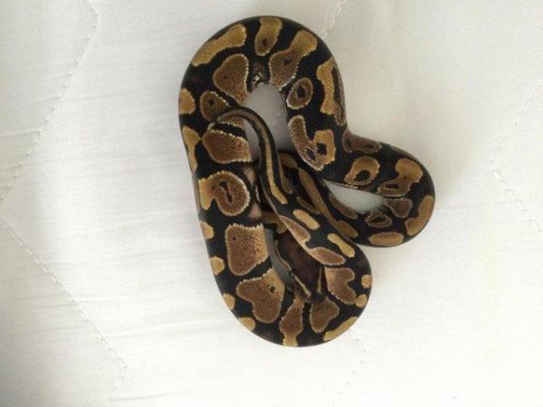 Image 4 of Pastel fire 100% het ghost baby ball python
