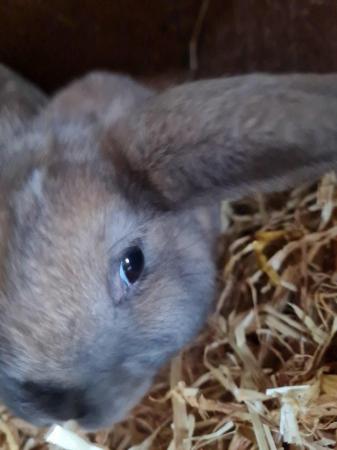 Image 6 of 8 week old french lop Rabbits.