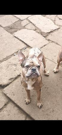 Image 4 of french bulldogs need homes