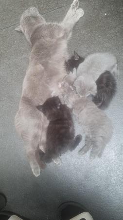 Image 5 of 7 week old half bengal kittens