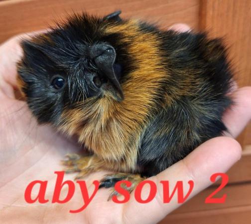 Image 3 of Lovely sow, girl, female guinea pigs