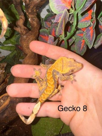 Image 5 of Crested Geckos for sale collection from Chingford.